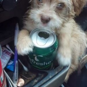 Meet your Posher, Roxana